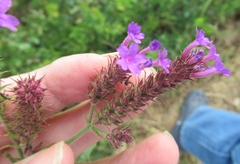 Verbena rigida