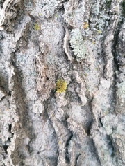 Xanthomendoza fallax