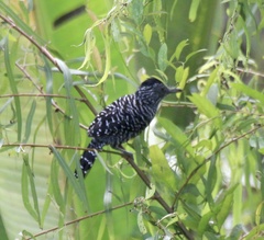 Thamnophilus doliatus