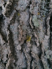 Xanthomendoza fallax