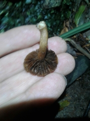 Inocybe