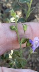 Sairocarpus nuttallianus