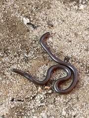 Leptotyphlopidae