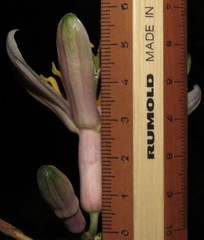 Passiflora cauliflora