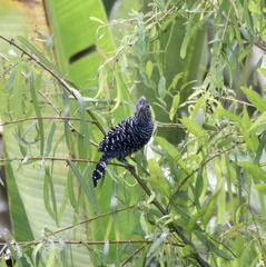 Thamnophilus doliatus