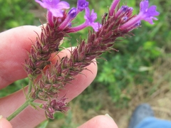 Verbena rigida