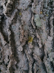 Xanthomendoza fallax