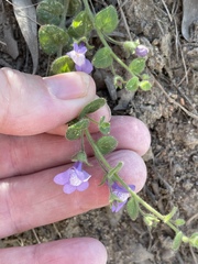 Sairocarpus nuttallianus