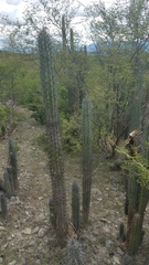 Lemaireocereus hollianus