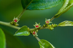 Rhamnus formosana