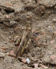 Spharagemon cristatum