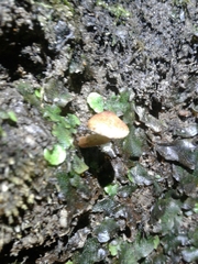 Inocybe