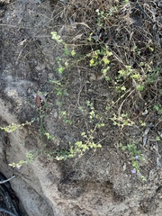 Sairocarpus nuttallianus