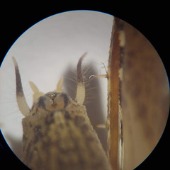 Pristoceuthophilus pacificus