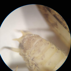 Pristoceuthophilus pacificus