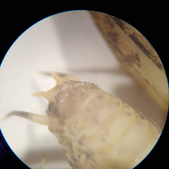 Pristoceuthophilus pacificus