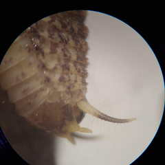 Pristoceuthophilus pacificus