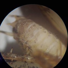 Pristoceuthophilus pacificus