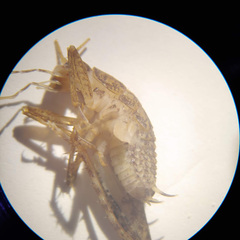 Pristoceuthophilus pacificus