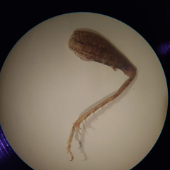 Pristoceuthophilus pacificus