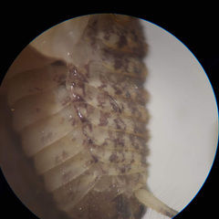 Pristoceuthophilus pacificus