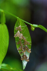 Strepsinoma croesusalis