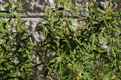 Croton linearis