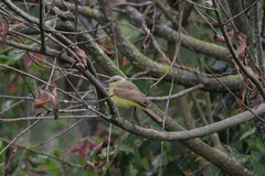Machetornis rixosa
