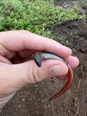 Calyptotis scutirostrum