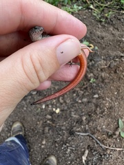 Calyptotis scutirostrum