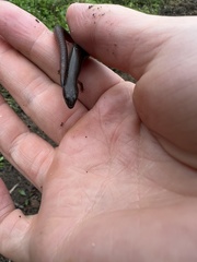 Calyptotis scutirostrum