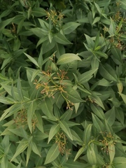 Lysimachia