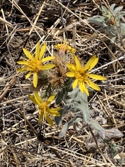 Heterotheca sessiliflora echioides