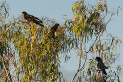 Calyptorhynchus banksii