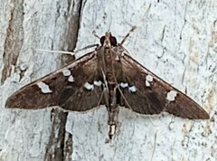 Desmia maculalis