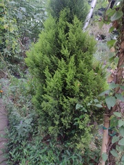 Cupressus lusitanica