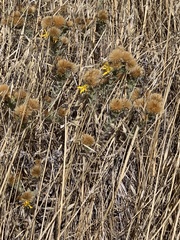 Heterotheca sessiliflora echioides