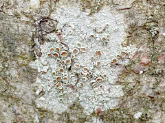 Lecanora hybocarpa