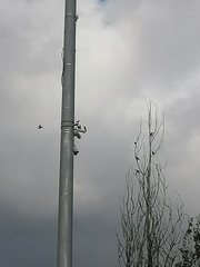 Sturnus vulgaris