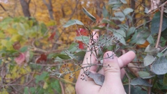 Syringa