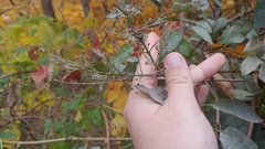 Syringa