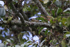 Pipraeidea melanonota