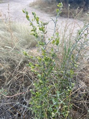 Sarcomphalus obtusifolius