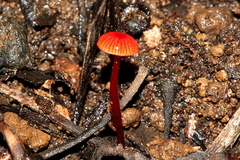Cruentomycena viscidocruenta