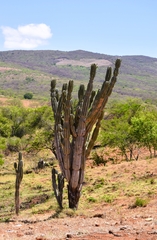 Cereus jamacaru