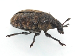 Larinus minutus