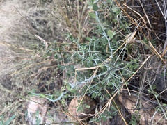 Sarcomphalus obtusifolius