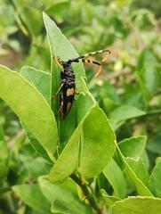 Dendrobias mandibularis mandibularis
