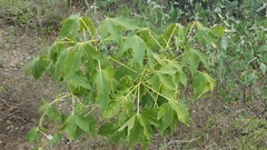 Gyrocarpus mocinoi