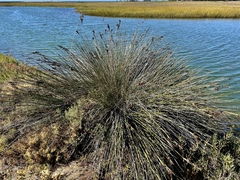 Juncus acutus